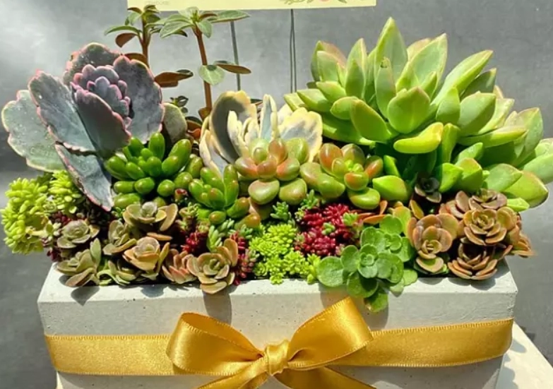 開業送禮盆栽