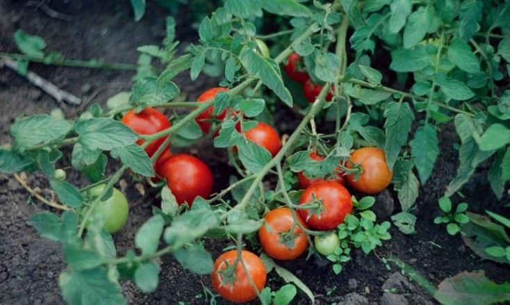 番茄季節管理 番茄季節管理