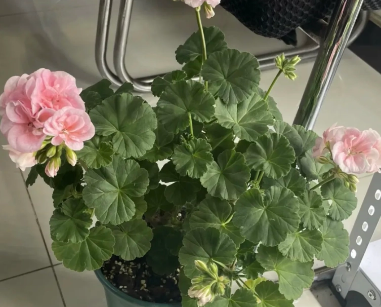 天竺葵種植方法