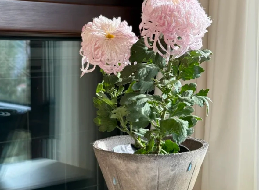 菊花盆栽病虫害防治