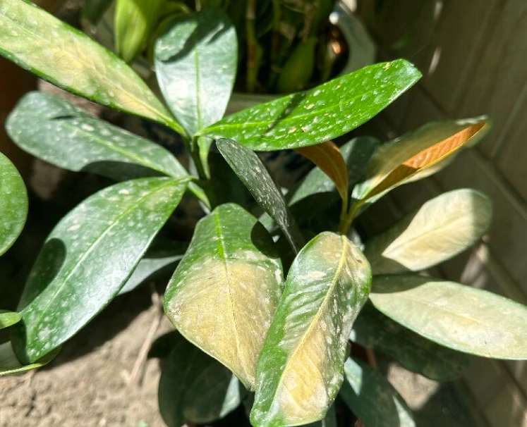 福木葉子黃化原因