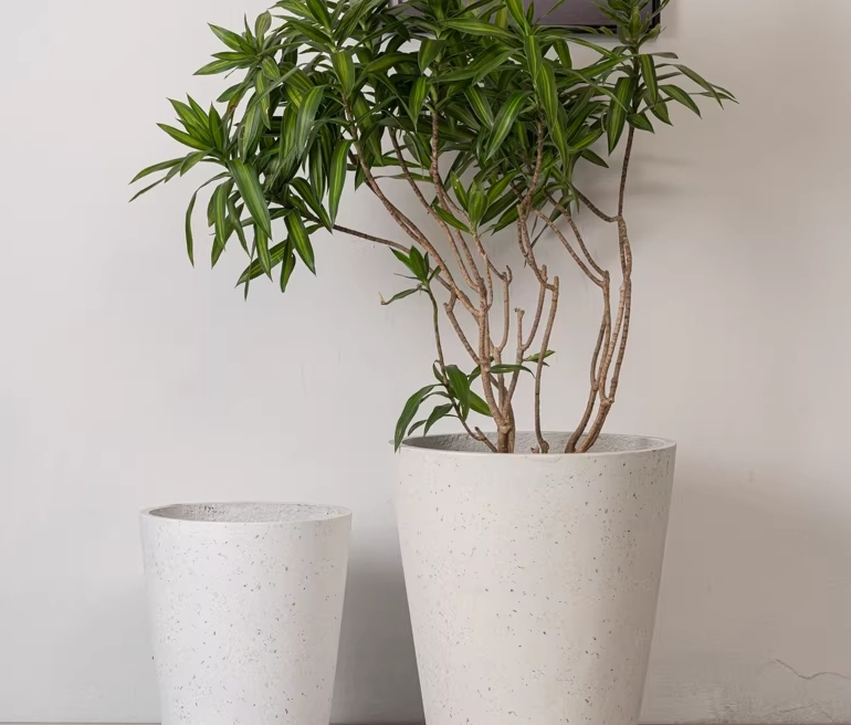 高花盆植物推薦