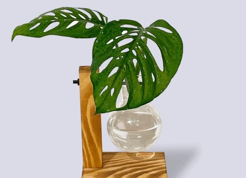 觀葉植物水培方法