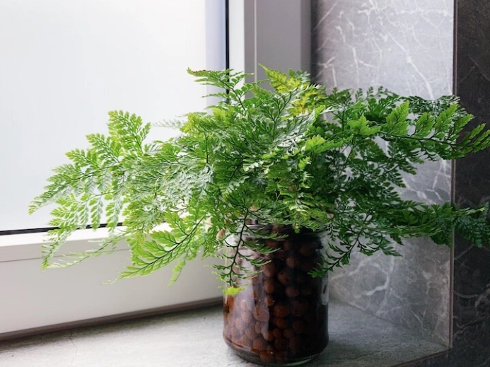 發泡煉石問題 發泡煉石問題