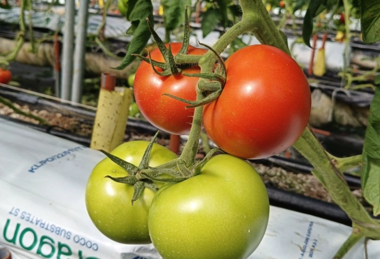 牛番茄種植方法 牛番茄種植方法