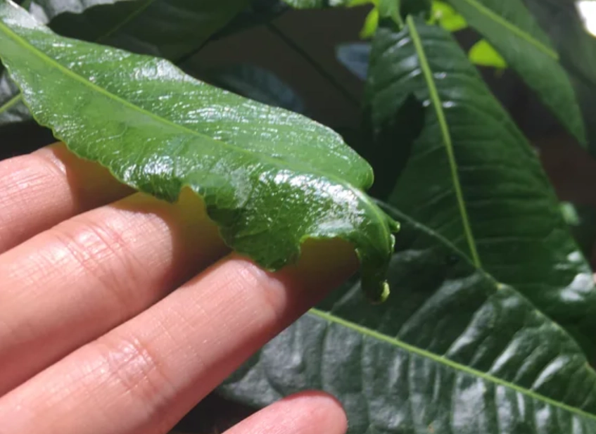 金錢樹葉子捲曲原因