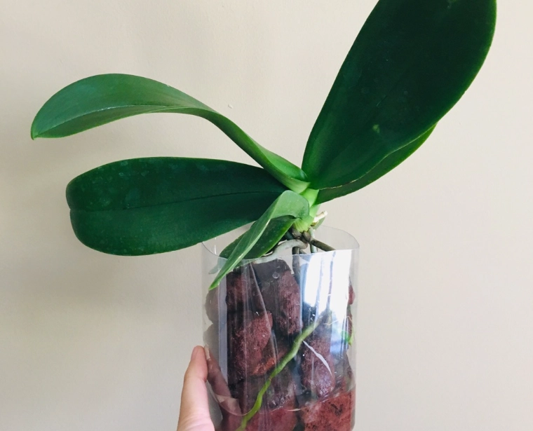 水培蝴蝶蘭施肥