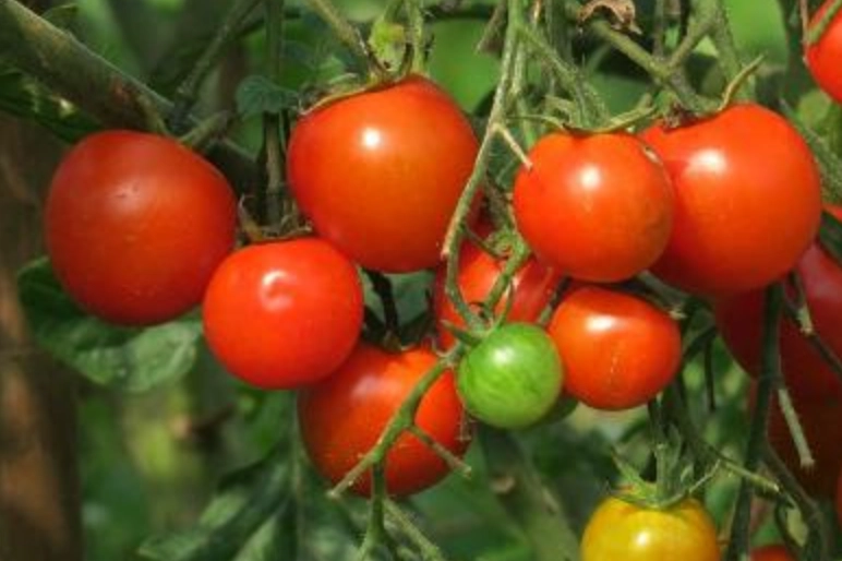 番茄季節管理 番茄季節管理