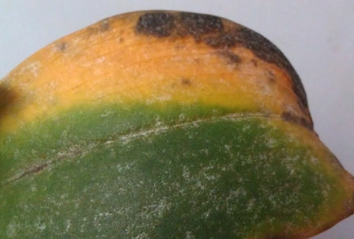 蘭花葉子黃化 蘭花葉子黃化