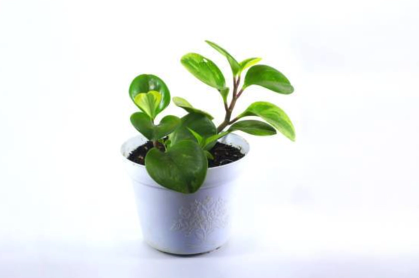 耐陰室內植物推薦