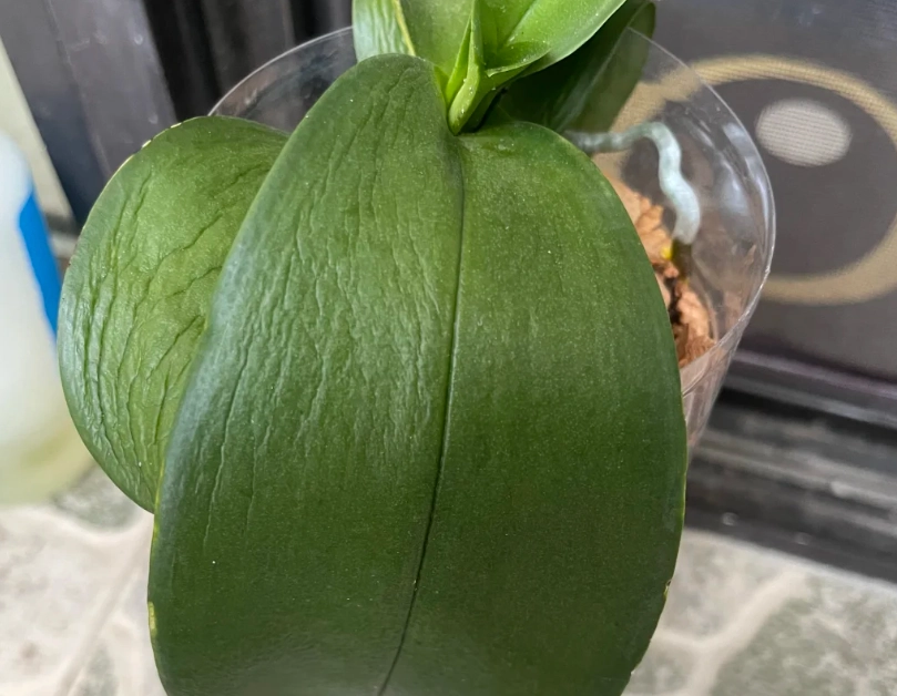 蘭花葉片發軟處理