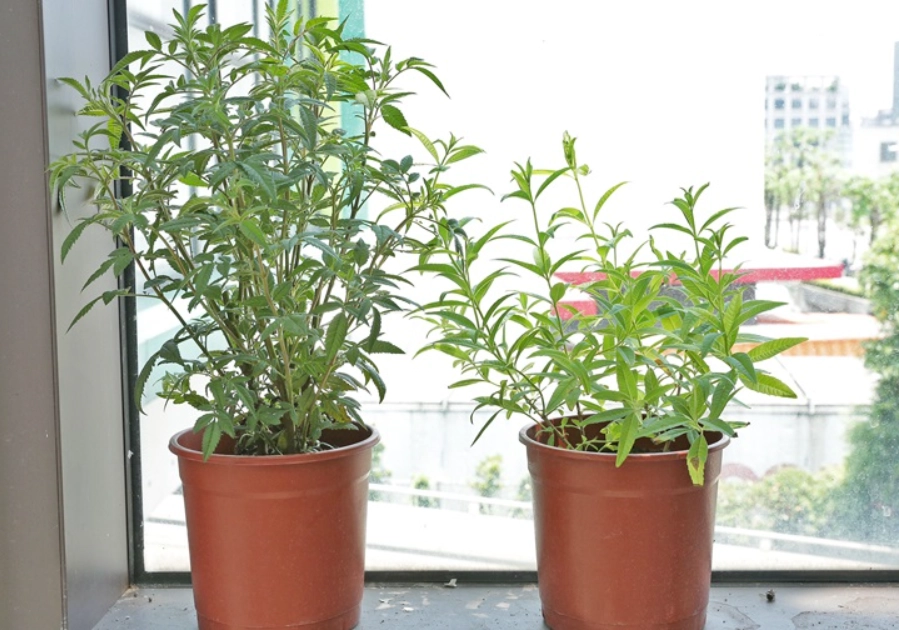 室內植物病蟲害預防