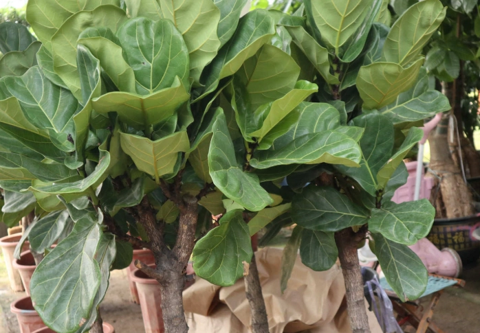 室內植物病蟲害預防