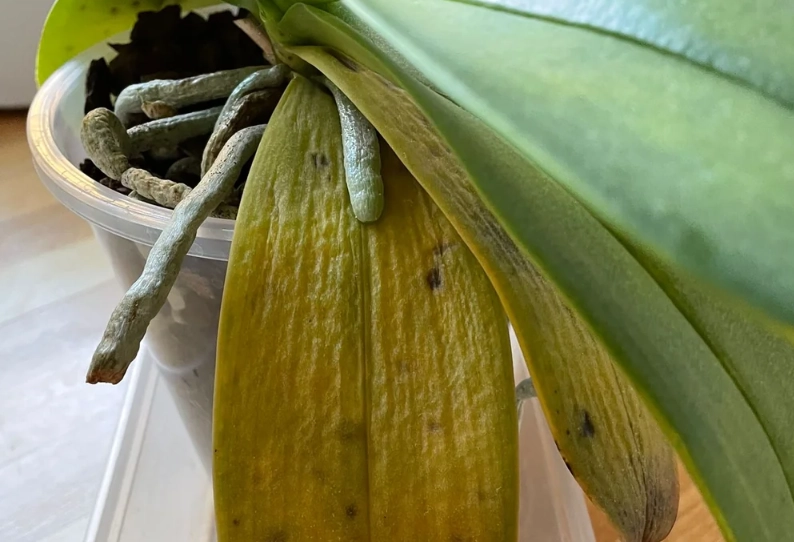 蘭花葉片發黃處理