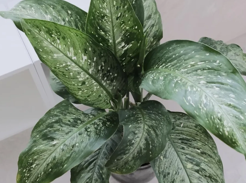 黛粉葉病蟲害防治