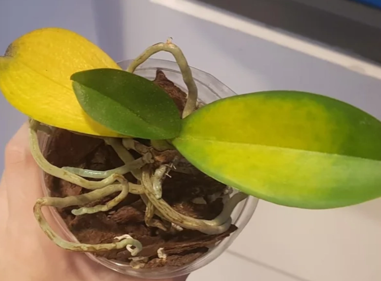 蘭花葉片發黃處理