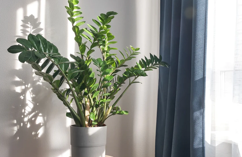 金錢樹室內養護