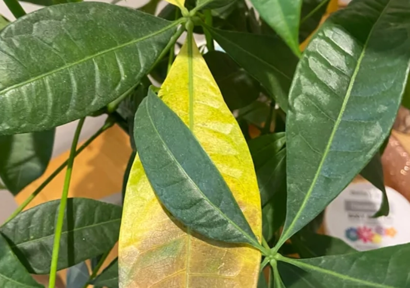 金錢樹黃葉原因