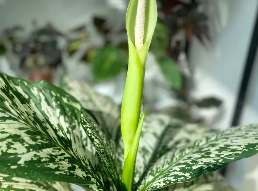 Dieffenbachia開花護理