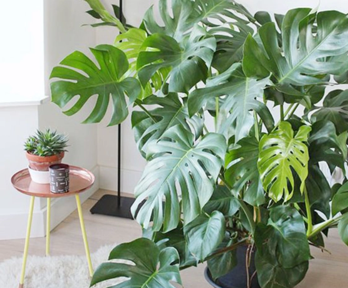大型室內耐陰植物