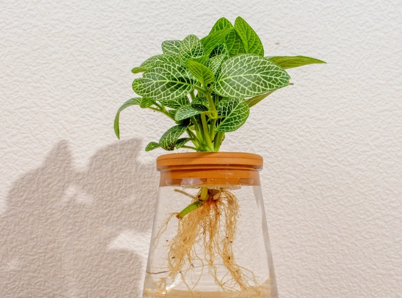 觀葉植物水培方法