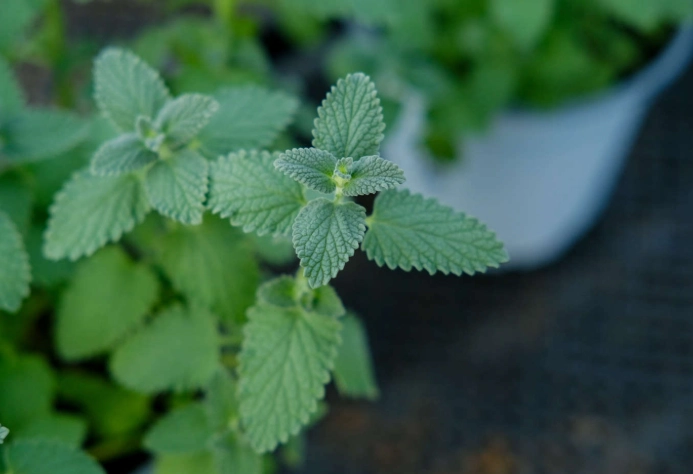 薄荷葉生長問題