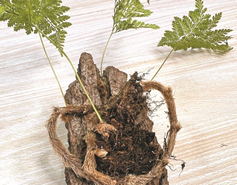 兔腳蕨孢子繁殖