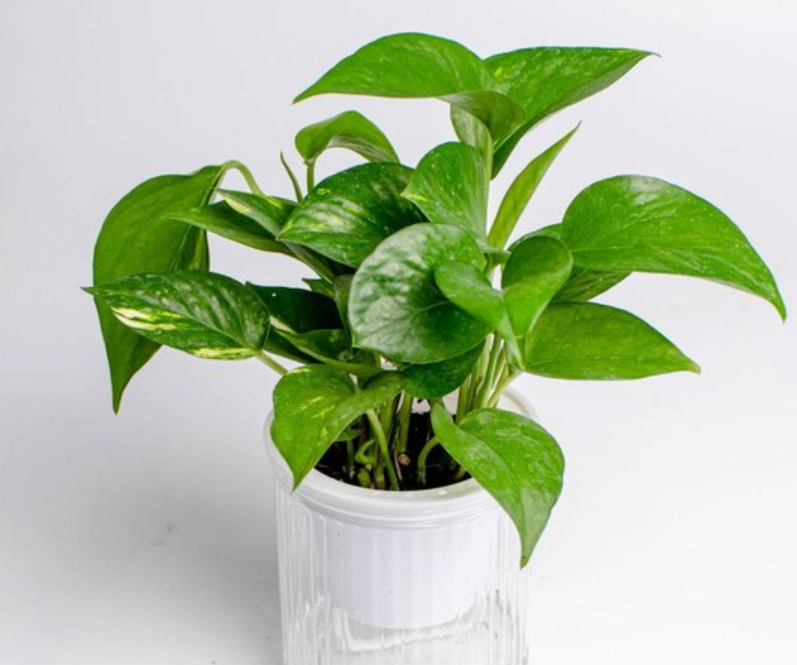 低光照室內植物