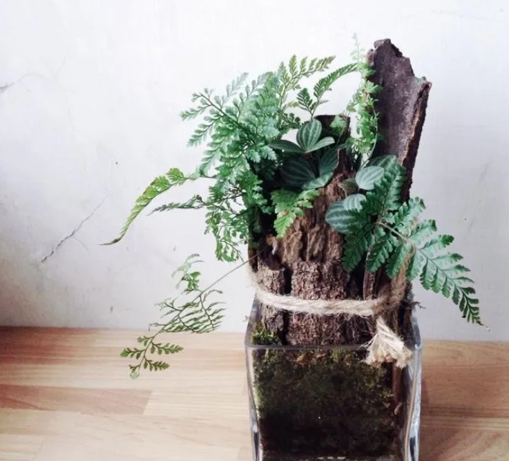 兔腳蕨分株方法