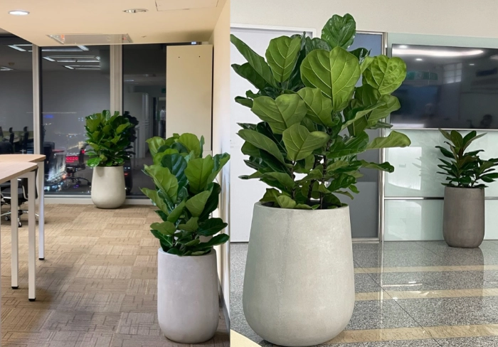 大型室內耐陰植物