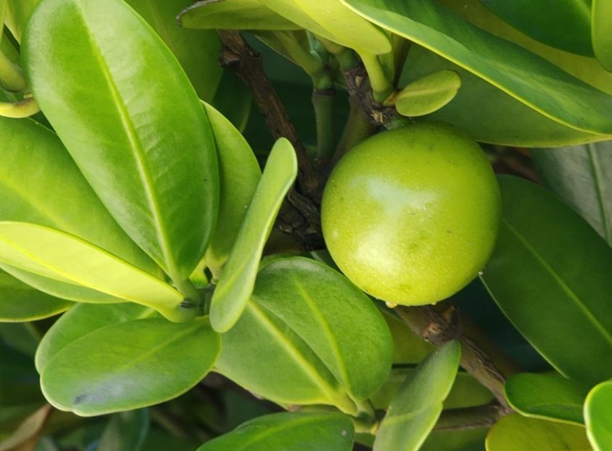 福木果實功效 福木果實功效