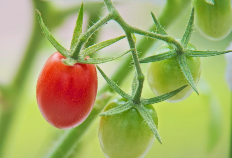 番茄季節管理 番茄季節管理