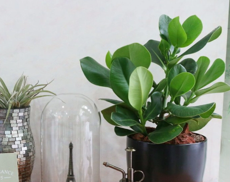 書帶木繁殖方法