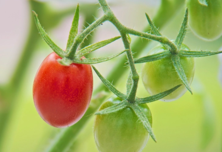 番茄開花結果時間