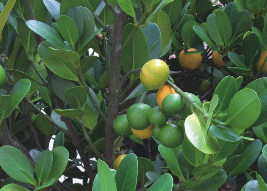 福木果實食用方法 福木果實食用方法