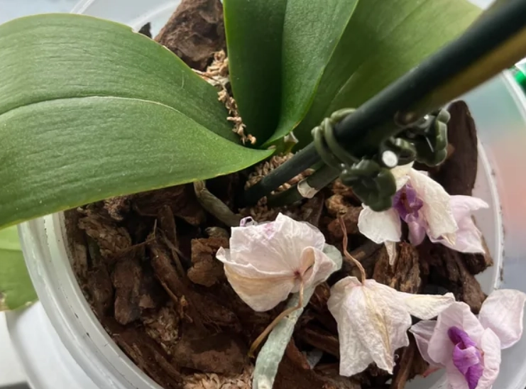 蘭花掉葉子 蘭花掉葉子