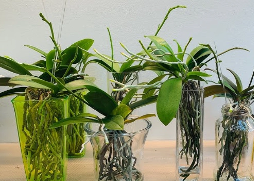 水培蝴蝶蘭施肥