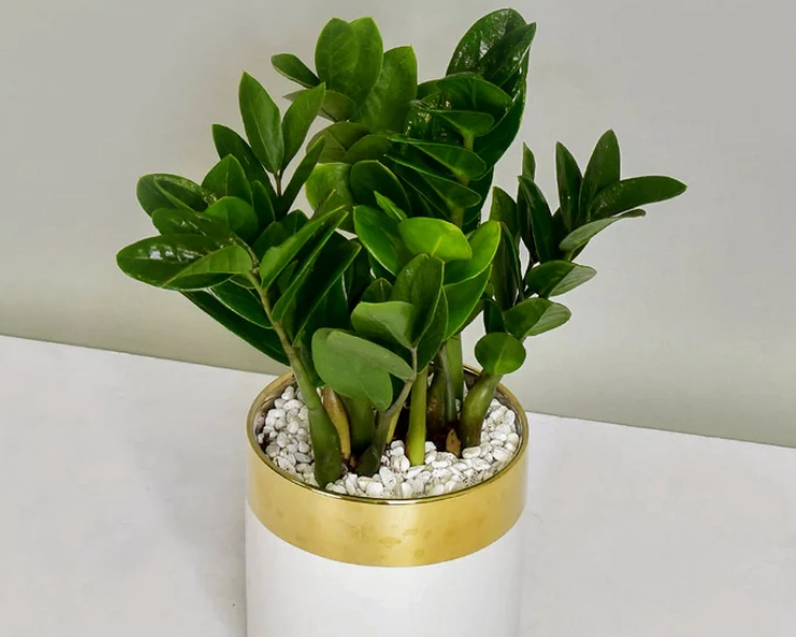 金錢樹室內養護