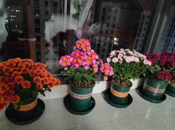 菊花盆栽病虫害防治