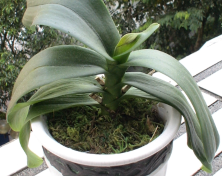 蘭花葉片發軟處理