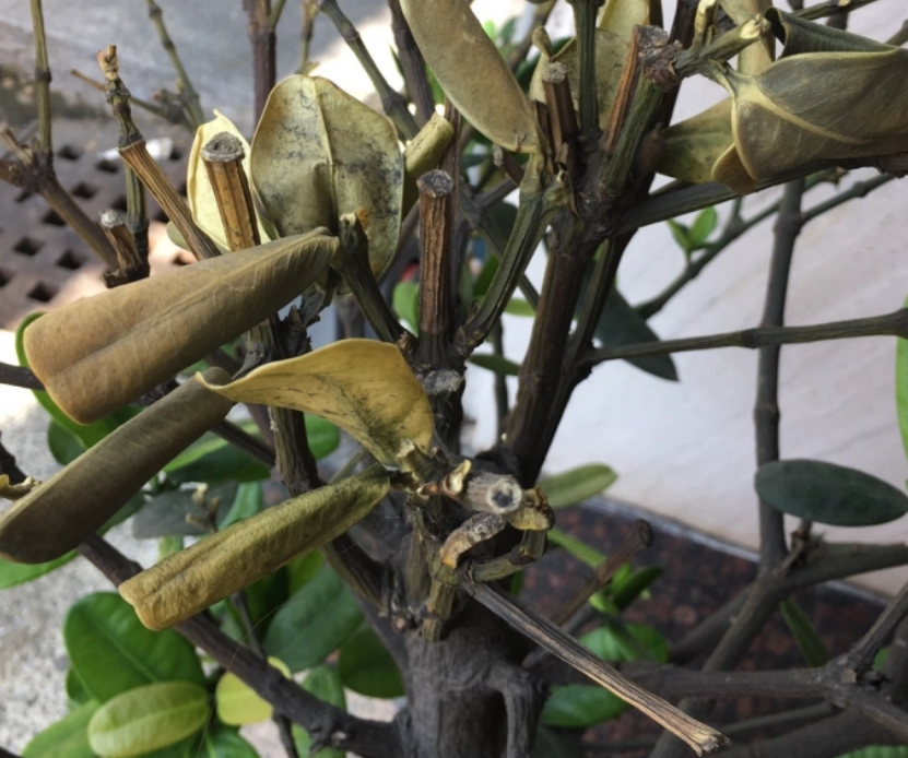 福木樹常見病害 福木樹常見病害