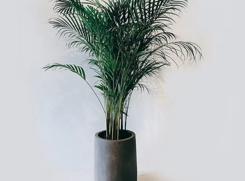 室內低光照植物