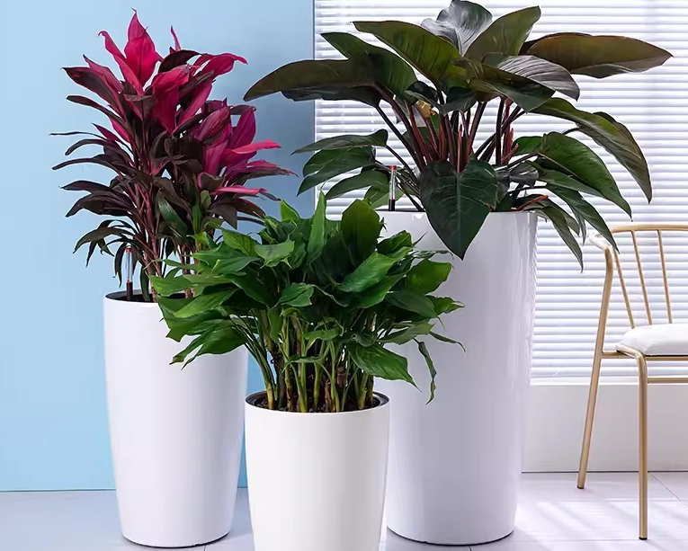 高花盆種植技巧