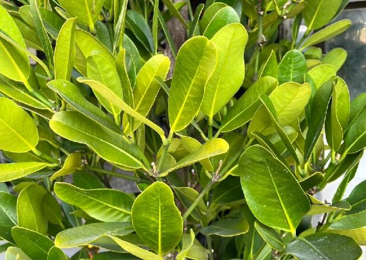 福木葉子黃化原因