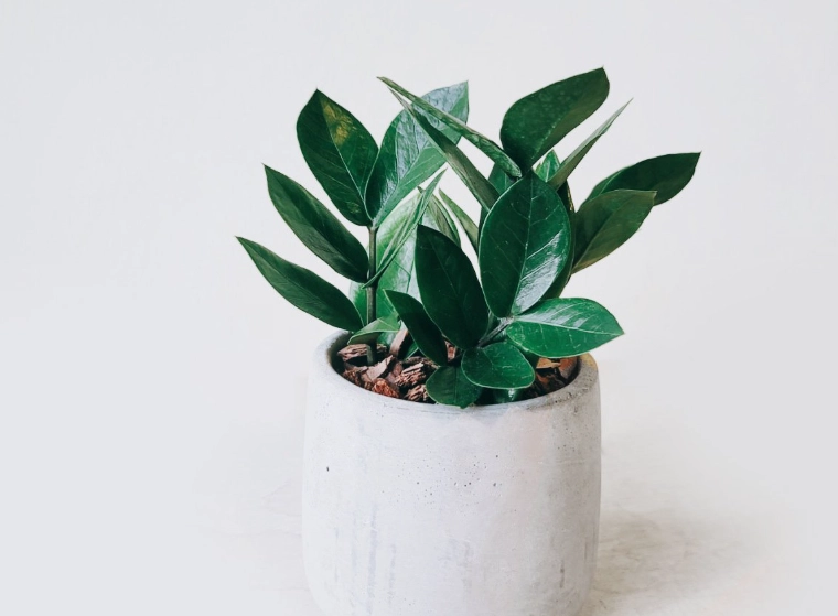 金錢樹風水 金錢樹風水