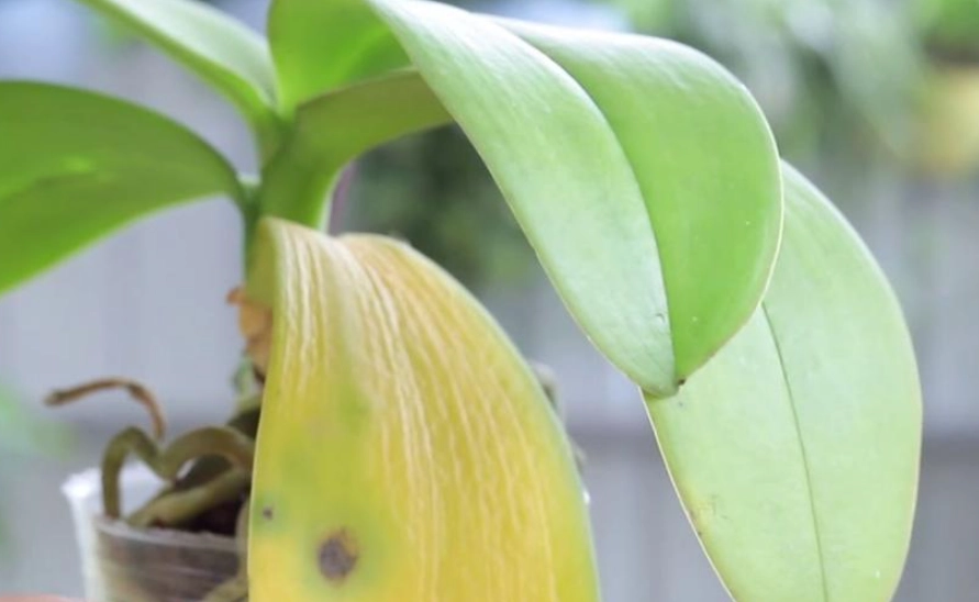 蘭花葉子變黃