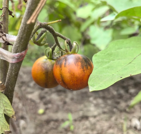 巧克力番茄種植方法