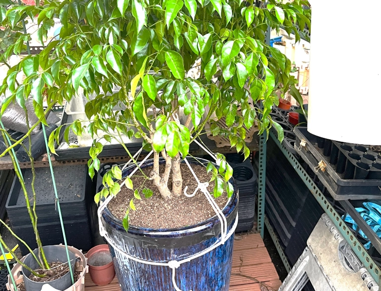 高花盆植物推薦