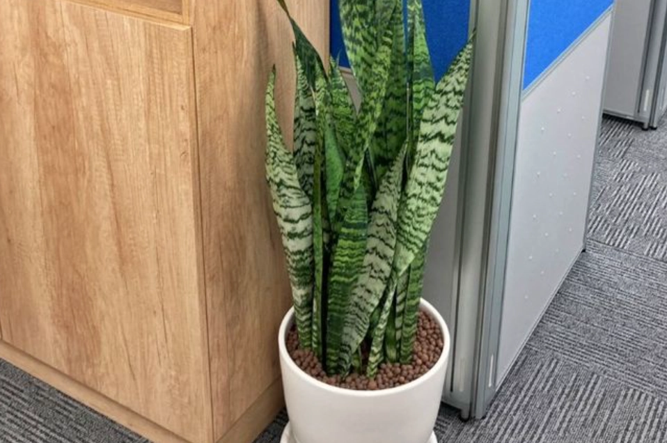 低光照室內植物