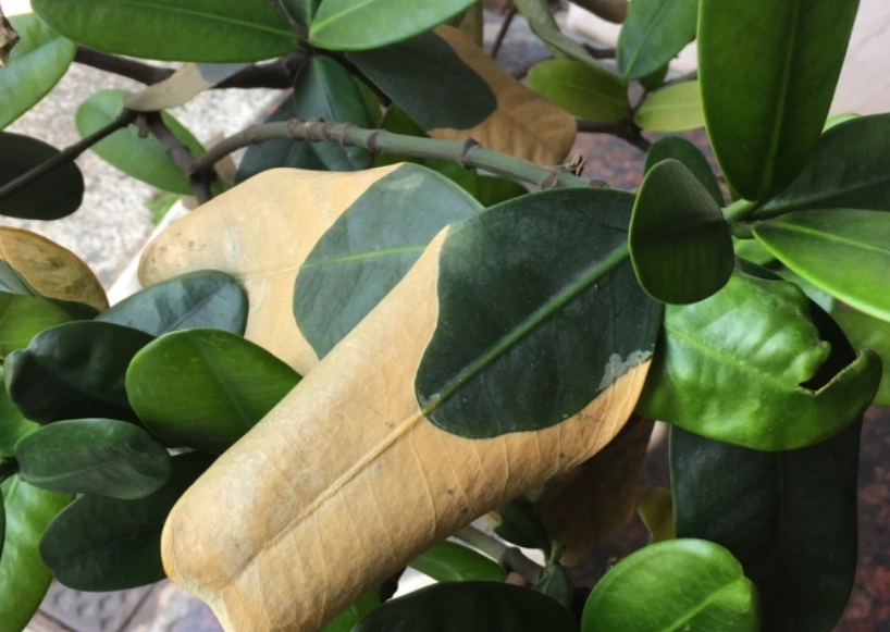 福木葉子黃化原因